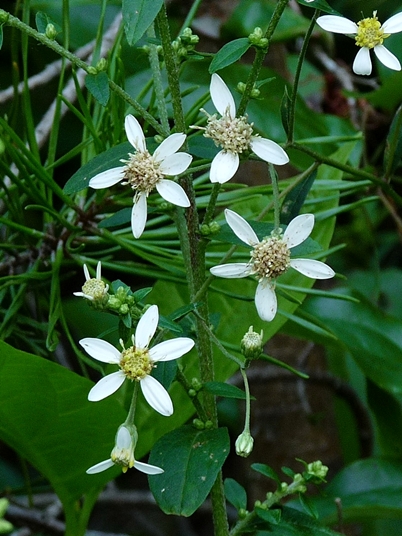 {Doellingeria infirma}